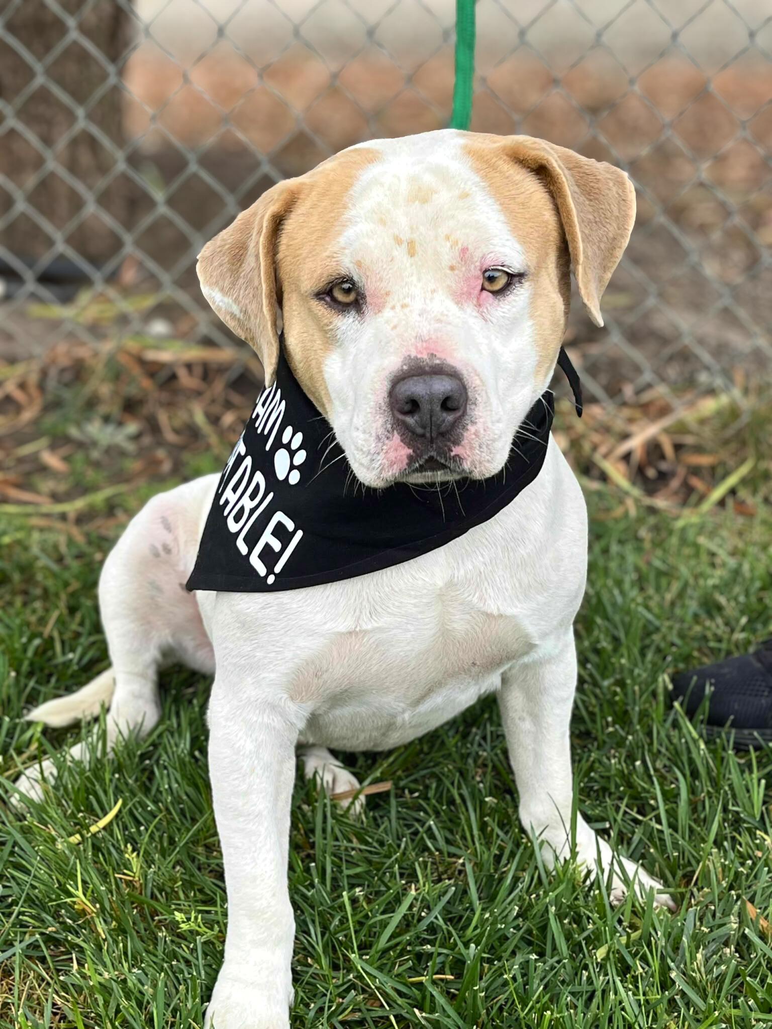 Ranger, Adoptable, Young Male American Staffordshire Terrier.