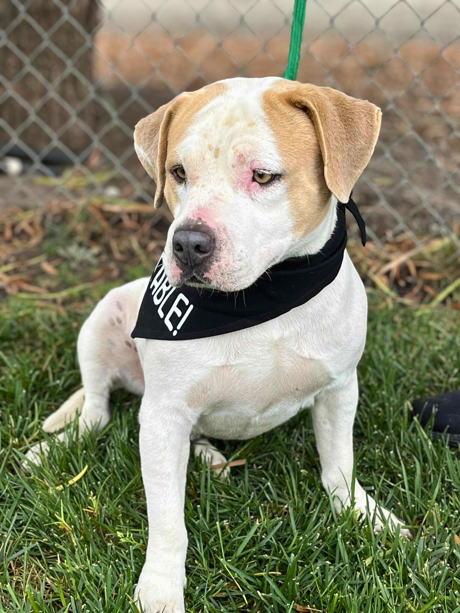 Enlarge Ranger, a Adoptable mixed breed in Temecula, CA image 2/3