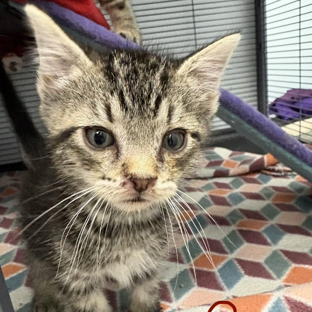 Cosmos (26-5134), Adoptable, Kitten Male Domestic Short Hair.
