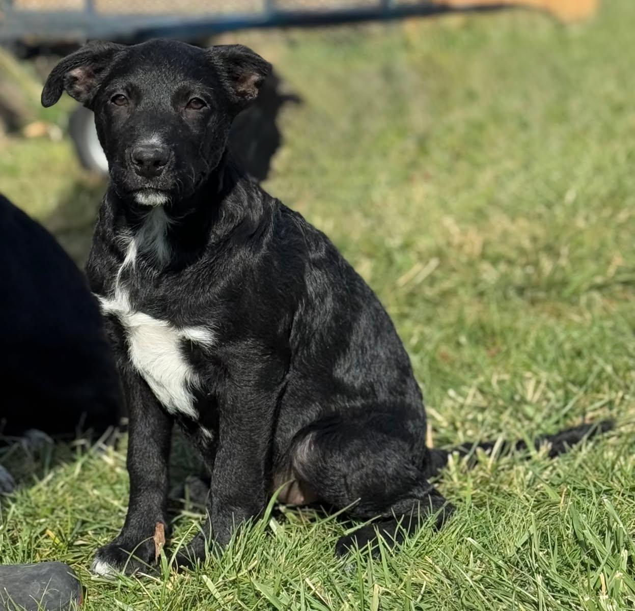 Enlarge Spot, a Adopted mixed breed in Bend, OR image 1/5
