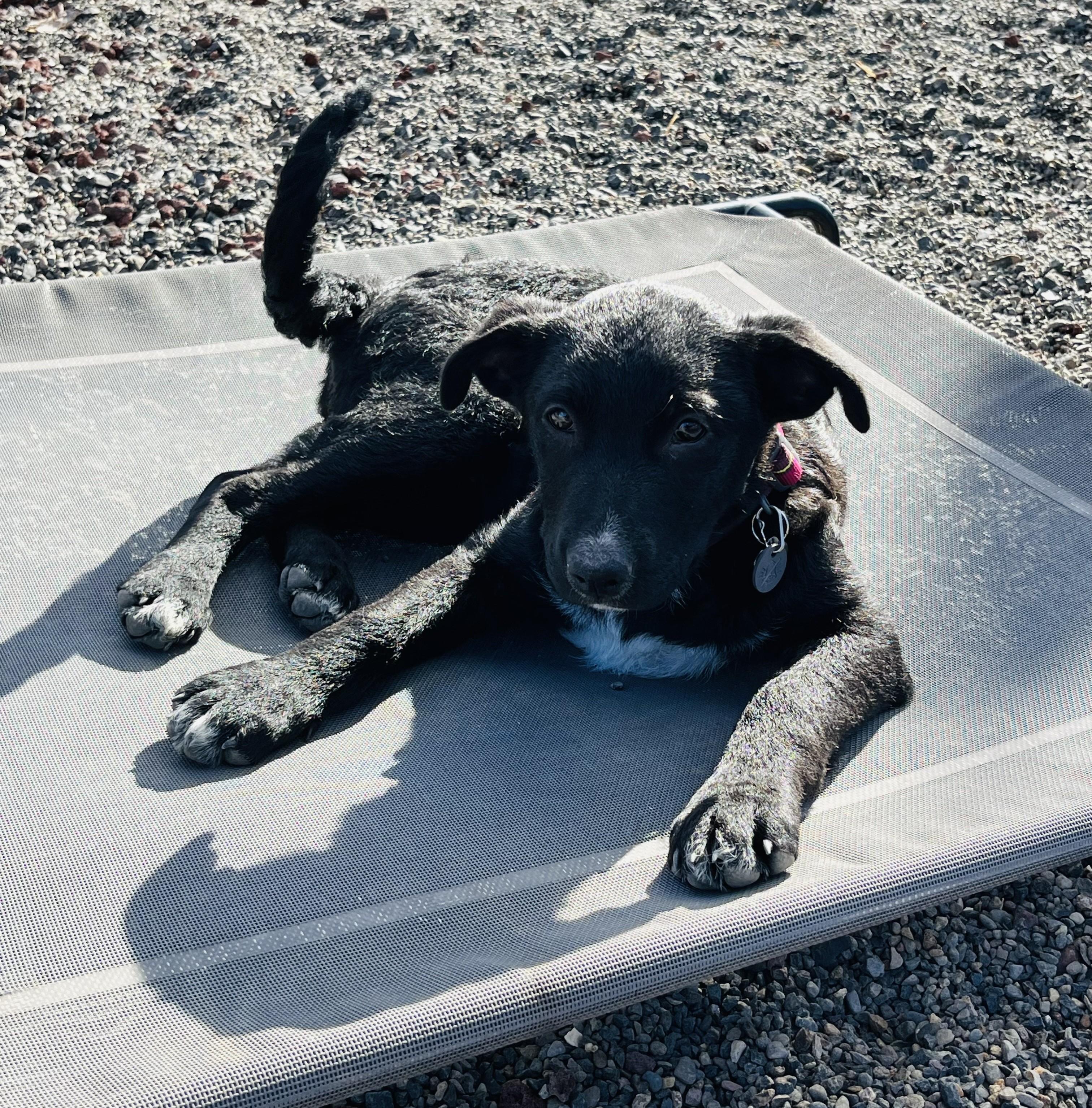 Spot, an adoptable Border Collie, McNab in Bend, OR, 97702 | Photo Image 5