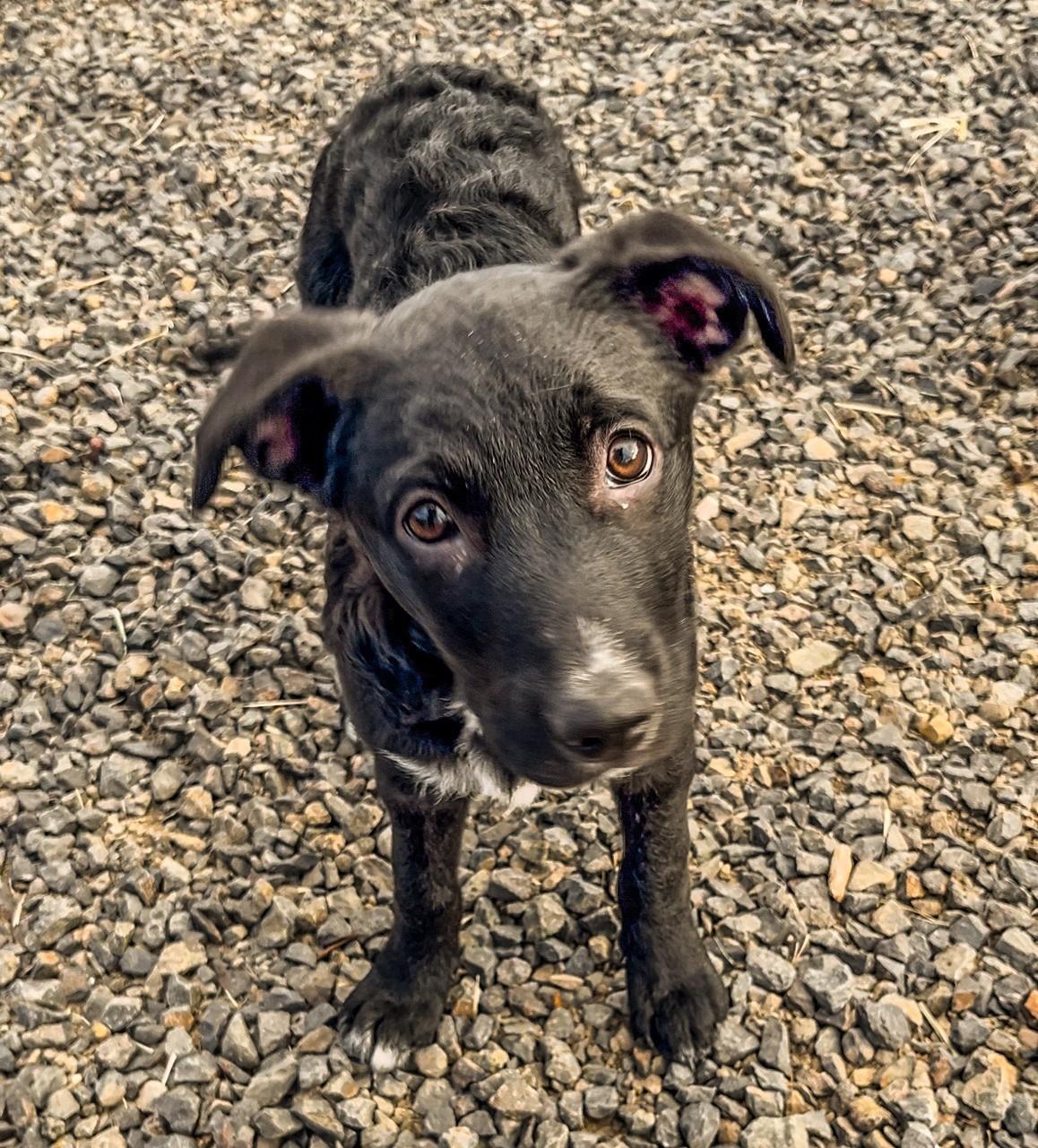 Spot, an adoptable Border Collie, McNab in Bend, OR, 97702 | Photo Image 2