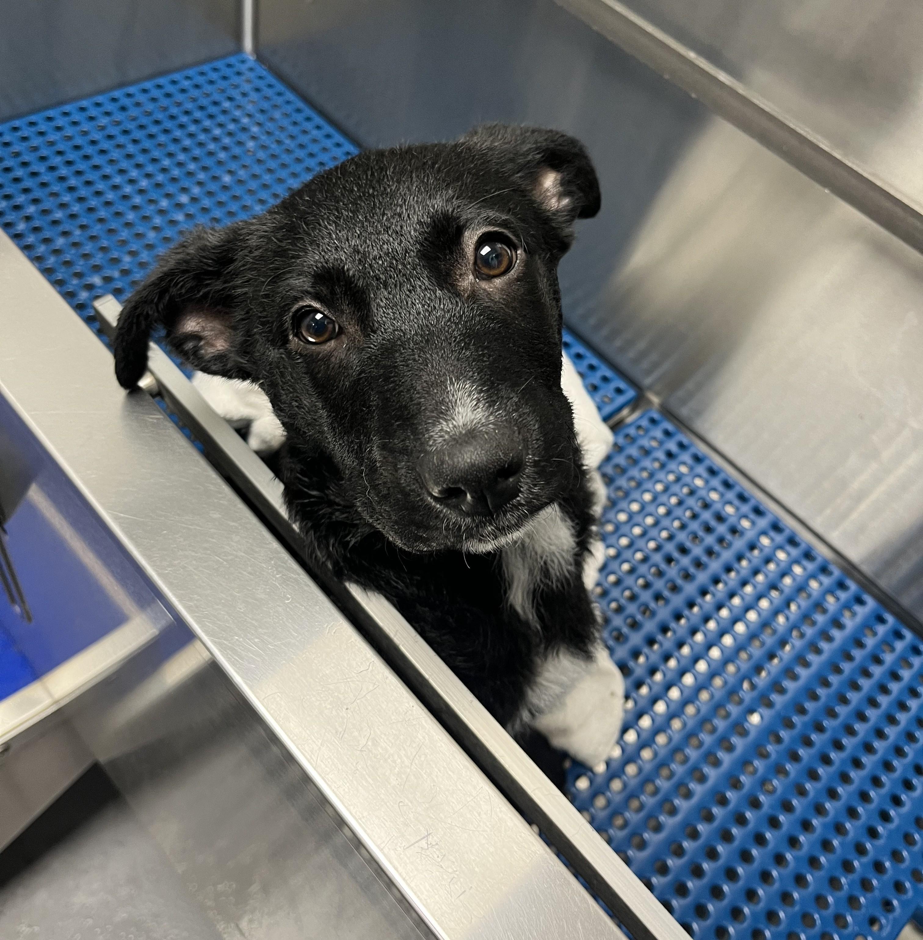 Spot, an adoptable Border Collie, McNab in Bend, OR, 97702 | Photo Image 3