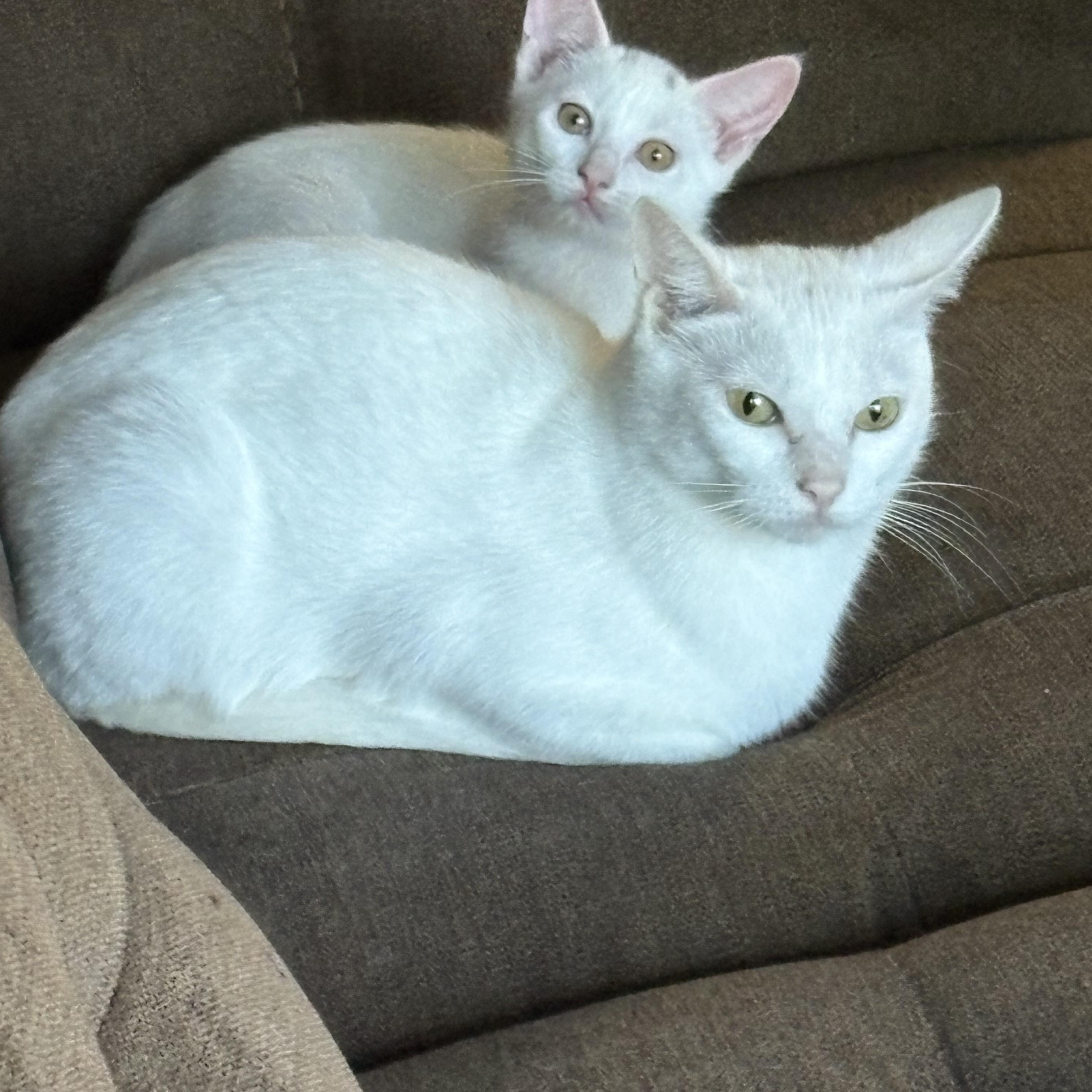 Enlarge Mama Yuri, a ADOPTABLE Domestic Short Hair in Woodbridge, VA image 2/2