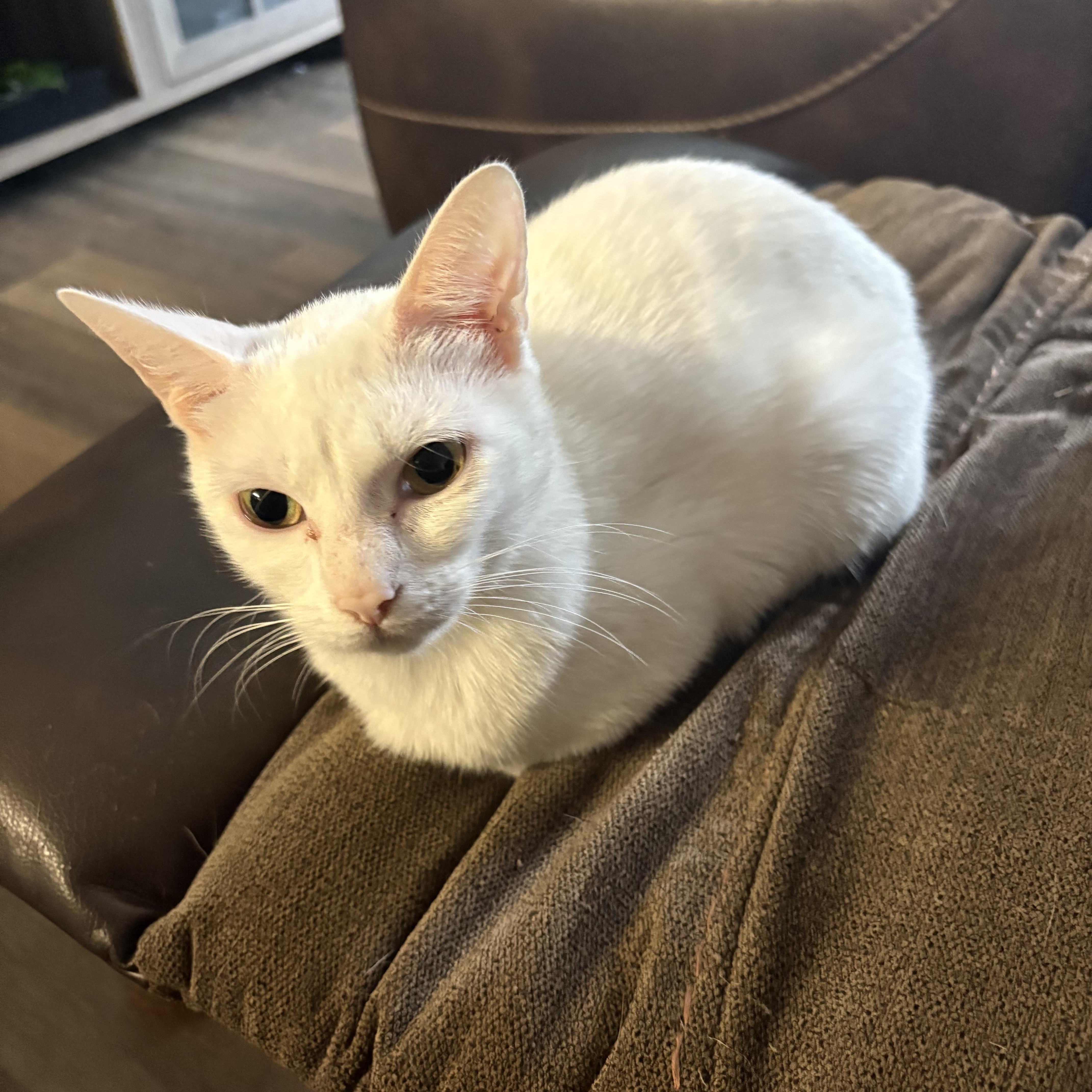 Mama Yuri, ADOPTABLE, Adult Female Domestic Short Hair.