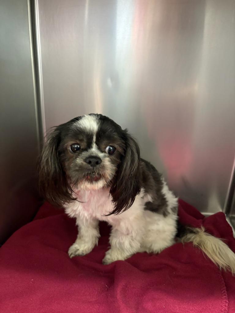 Enlarge 2025-09-163, a Adopted Shih Tzu in Winder, GA image 1/1