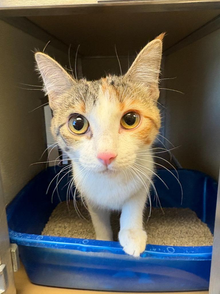 Amber, ADOPTABLE, Kitten Female Domestic Short Hair.