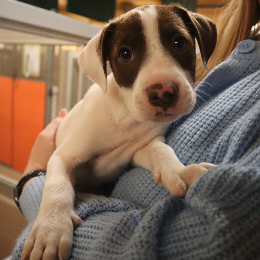 Daniel, Adoptable, Puppy Male Mixed Breed.