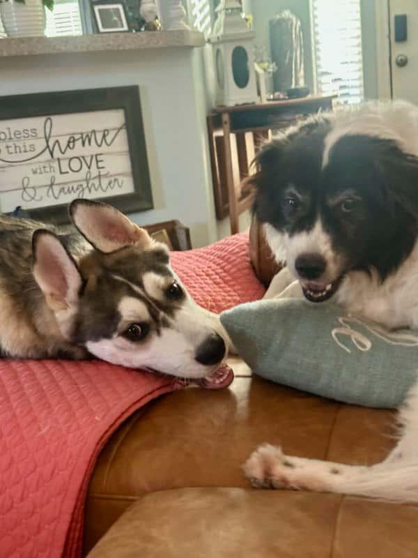 Enlarge Sammie, a Adoptable mixed breed in Dallas, TX image 3/5