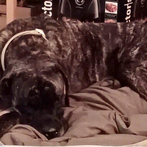 Cocoa, Adoptable, Adult Female Mastiff.
