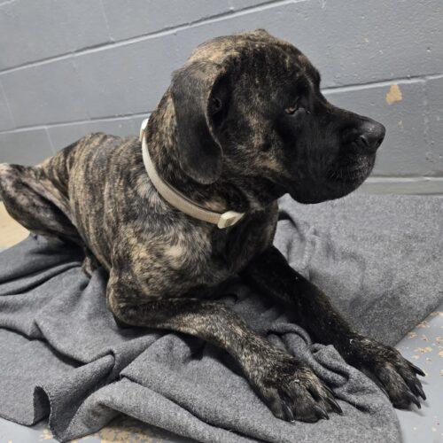 Enlarge Cocoa, a Adoptable Mastiff in Edmond, OK image 2/4