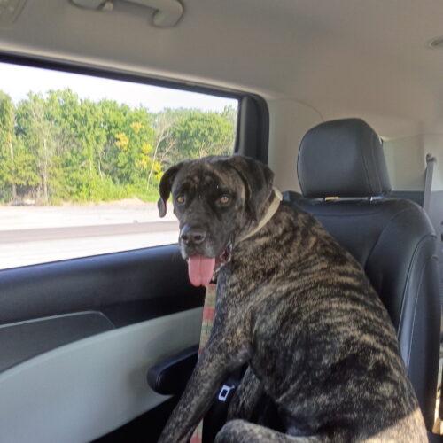 Enlarge Cocoa, a Adoptable Mastiff in Edmond, OK image 3/4