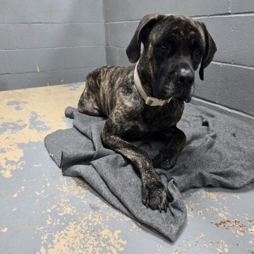 Enlarge Cocoa, a Adoptable Mastiff in Edmond, OK image 4/4