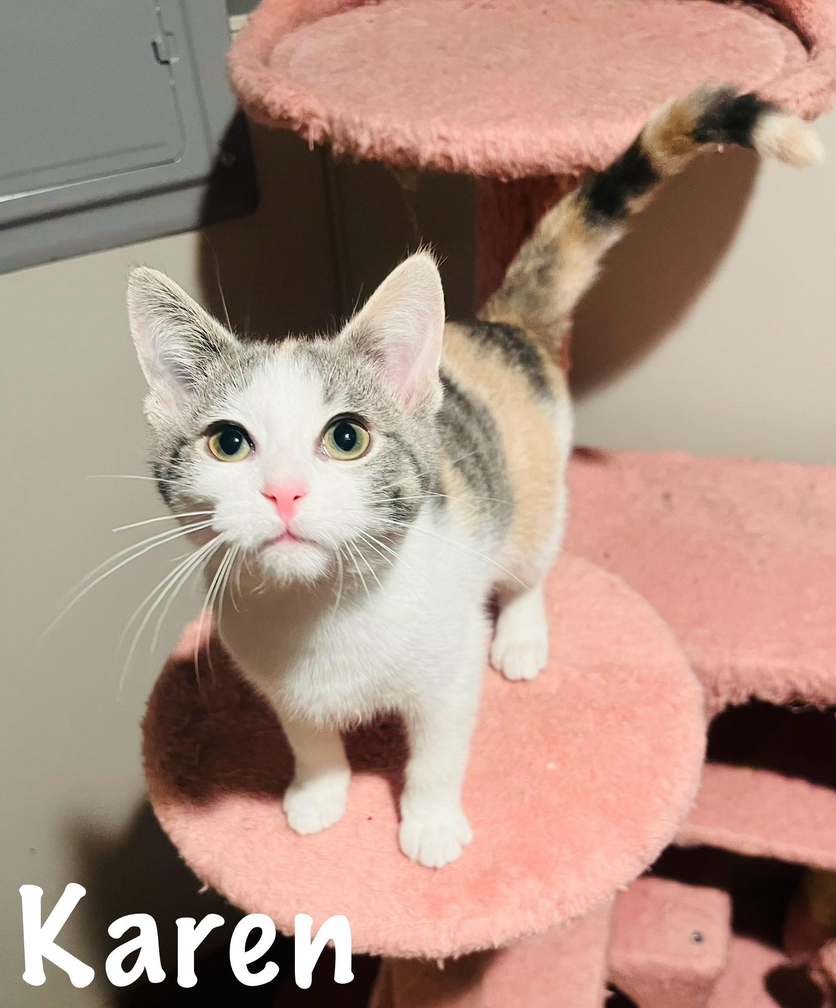 Enlarge Karen & Dave, an adopted mixed breed in St. Clair, MI image 1/3