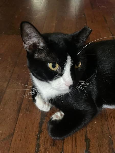 Enlarge Oreo, a Adoptable mixed breed in Kettering, OH image 1/6