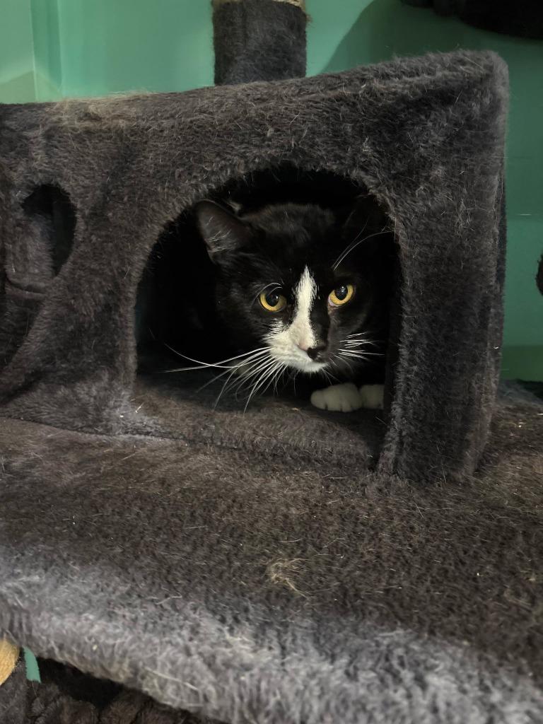 Enlarge Oreo, a Adoptable mixed breed in Kettering, OH image 2/6