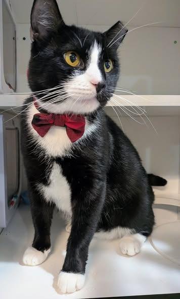 Enlarge Oreo, a Adoptable mixed breed in Kettering, OH image 4/6