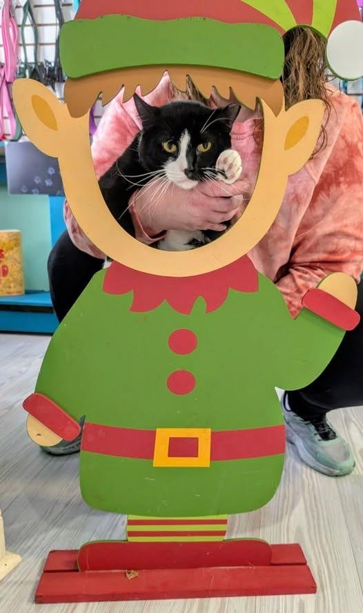 Oreo, Adoptable, Adult Male Domestic Short Hair.