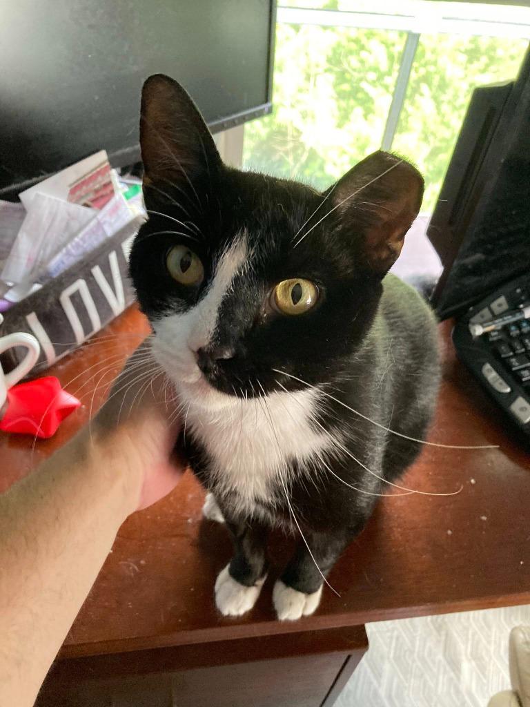 Enlarge Oreo, a Adoptable mixed breed in Kettering, OH image 5/6