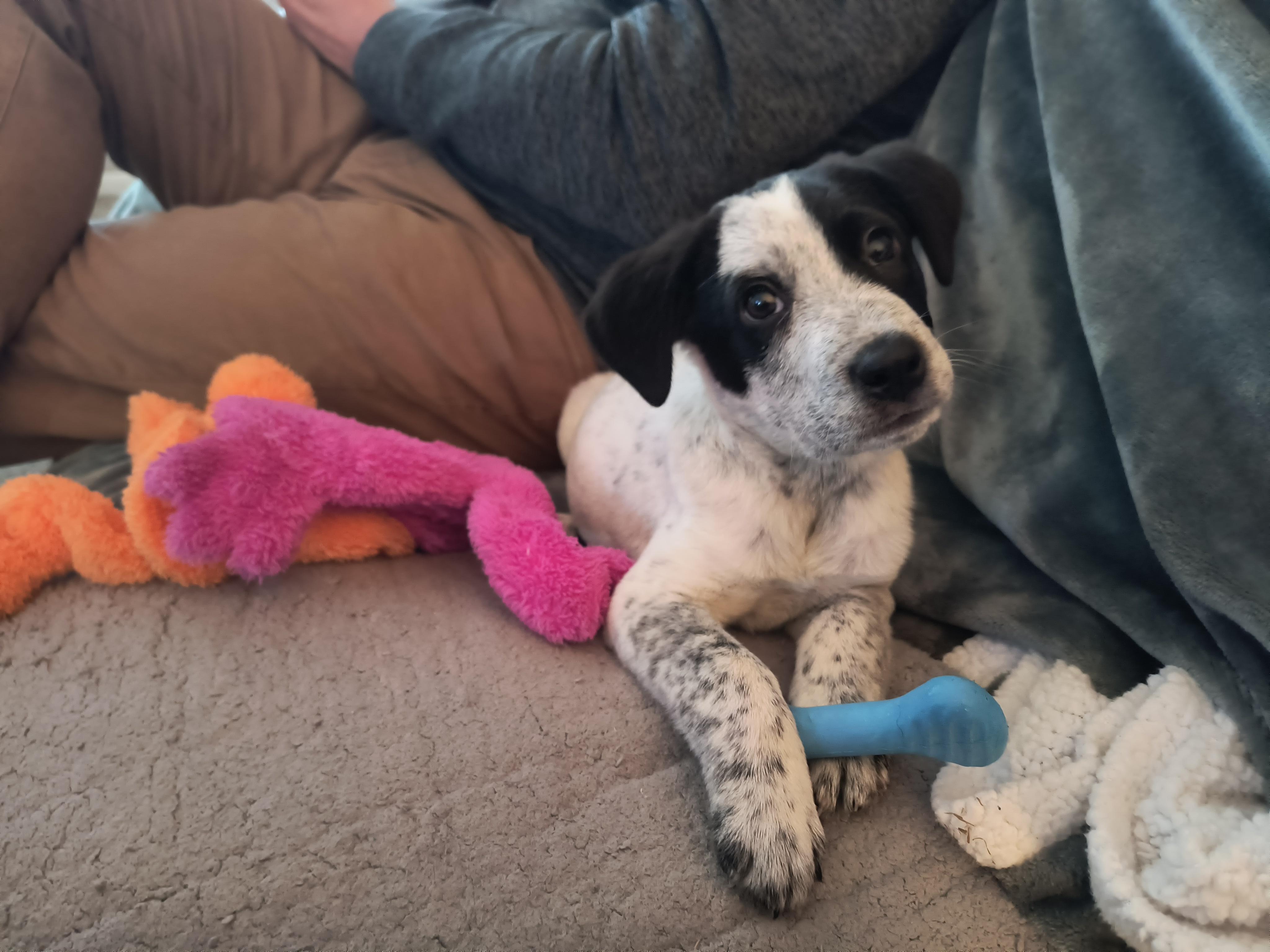 Enlarge Bradley, a ADOPTABLE mixed breed in Aurora, IL image 1/4