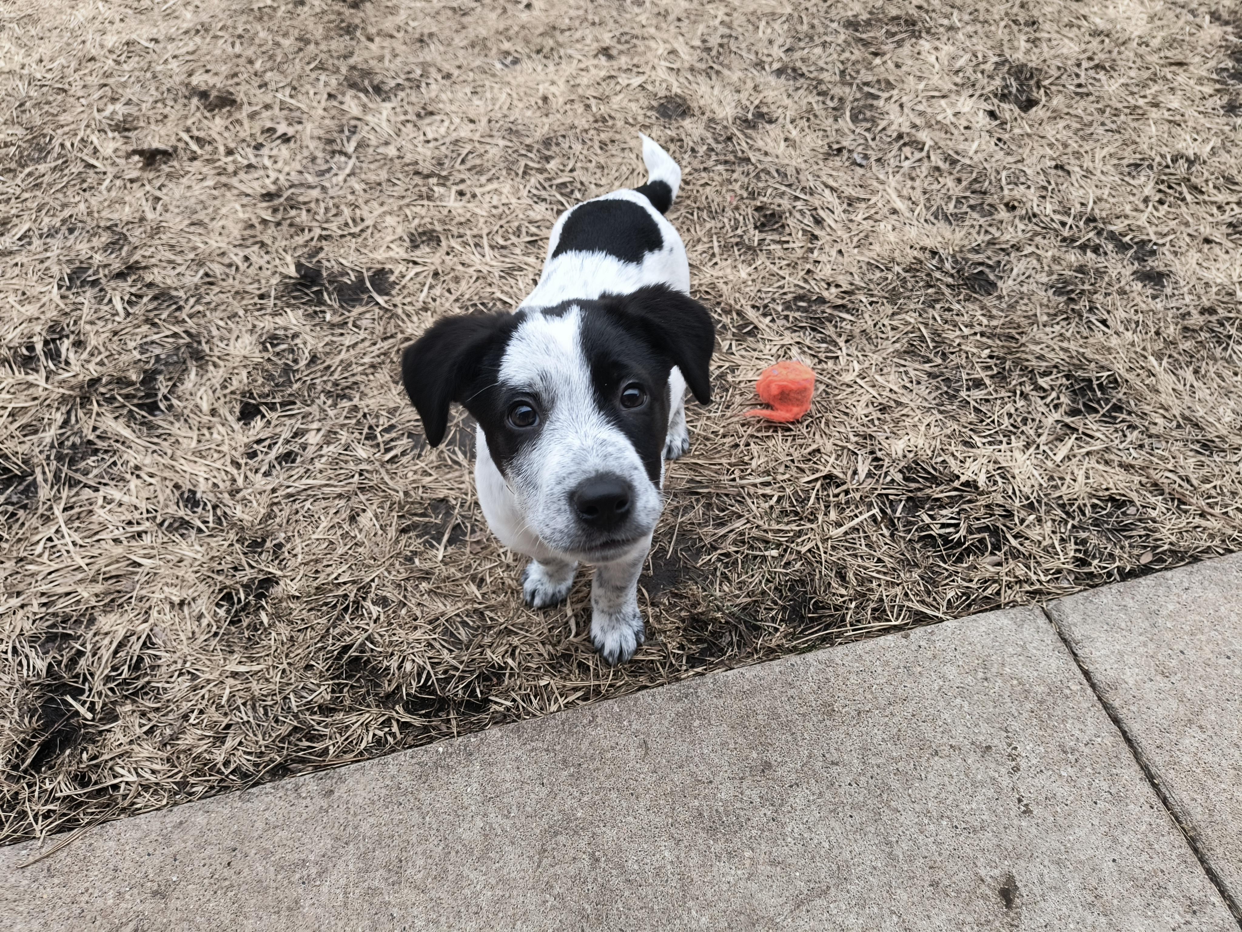 Enlarge Bradley, a ADOPTABLE mixed breed in Aurora, IL image 2/4