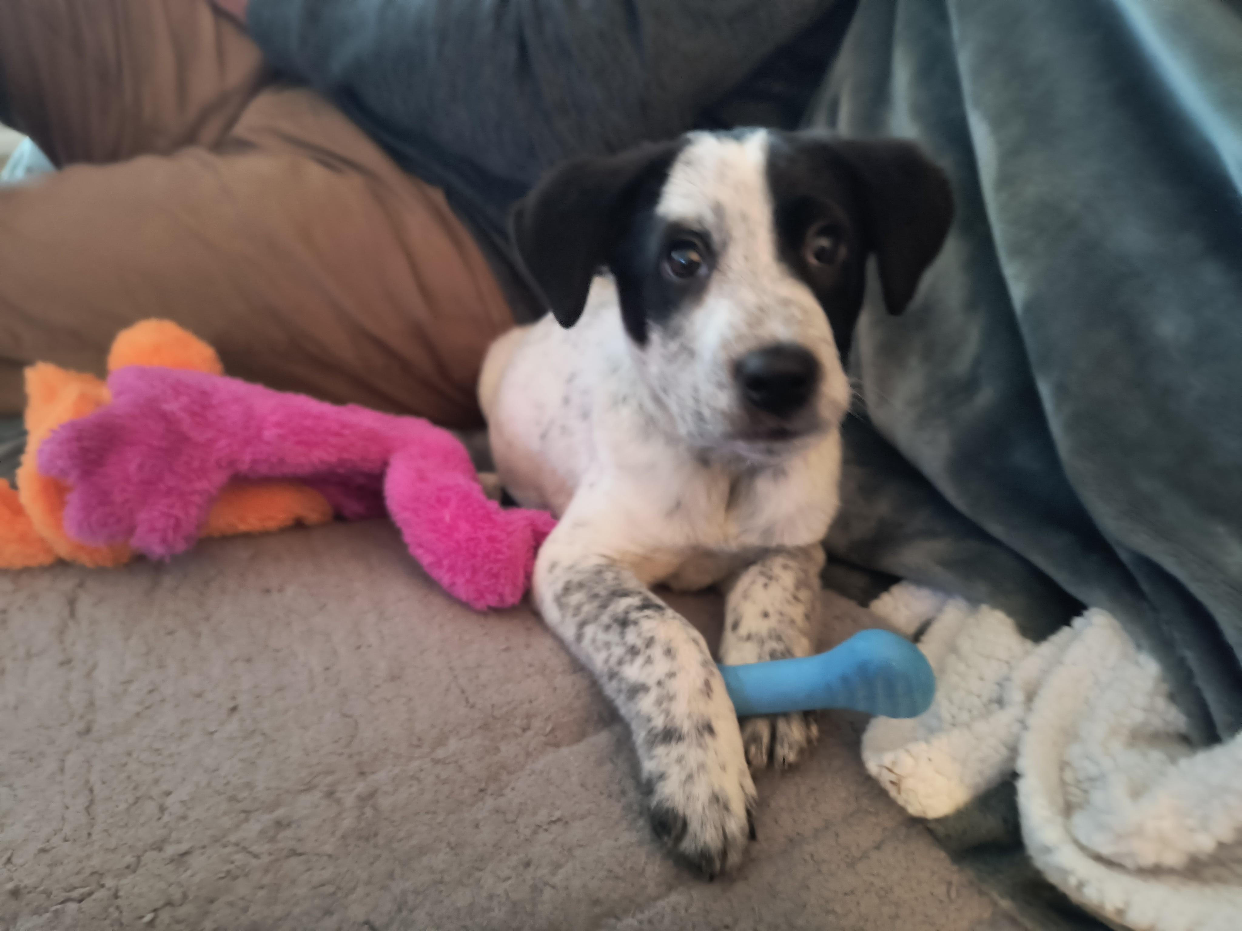 Enlarge Bradley, a ADOPTABLE mixed breed in Aurora, IL image 3/4