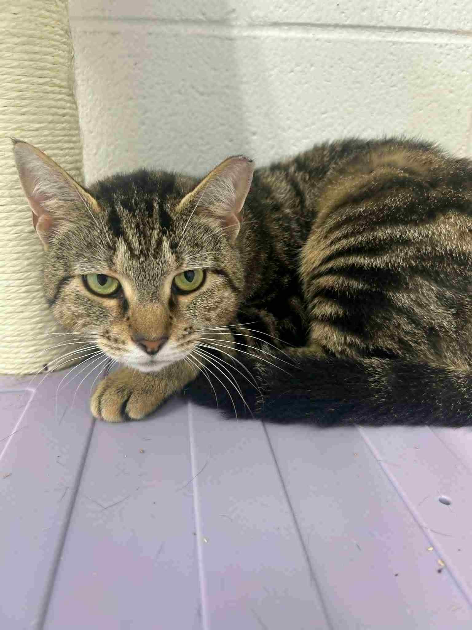 Lyn, Adult Female Domestic Short Hair