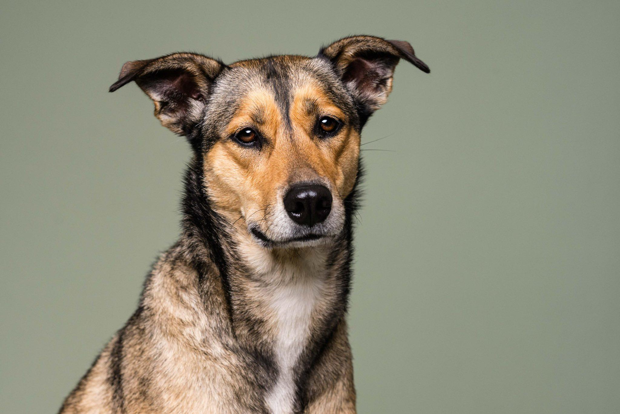 Nora, a Adoptable mixed breed in Oregon, OH image 1/4