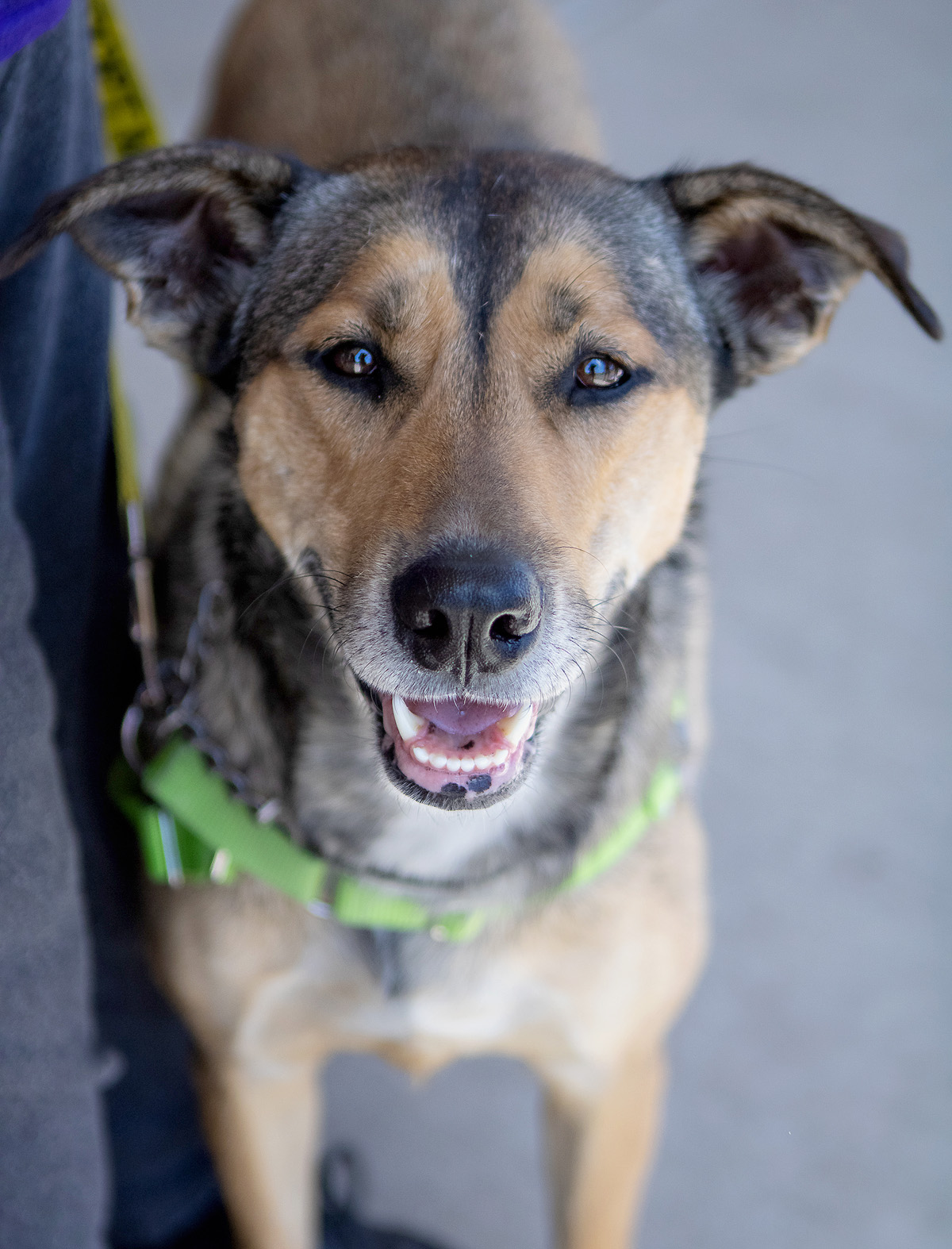 Nora, a Adoptable mixed breed in Oregon, OH image 3/4