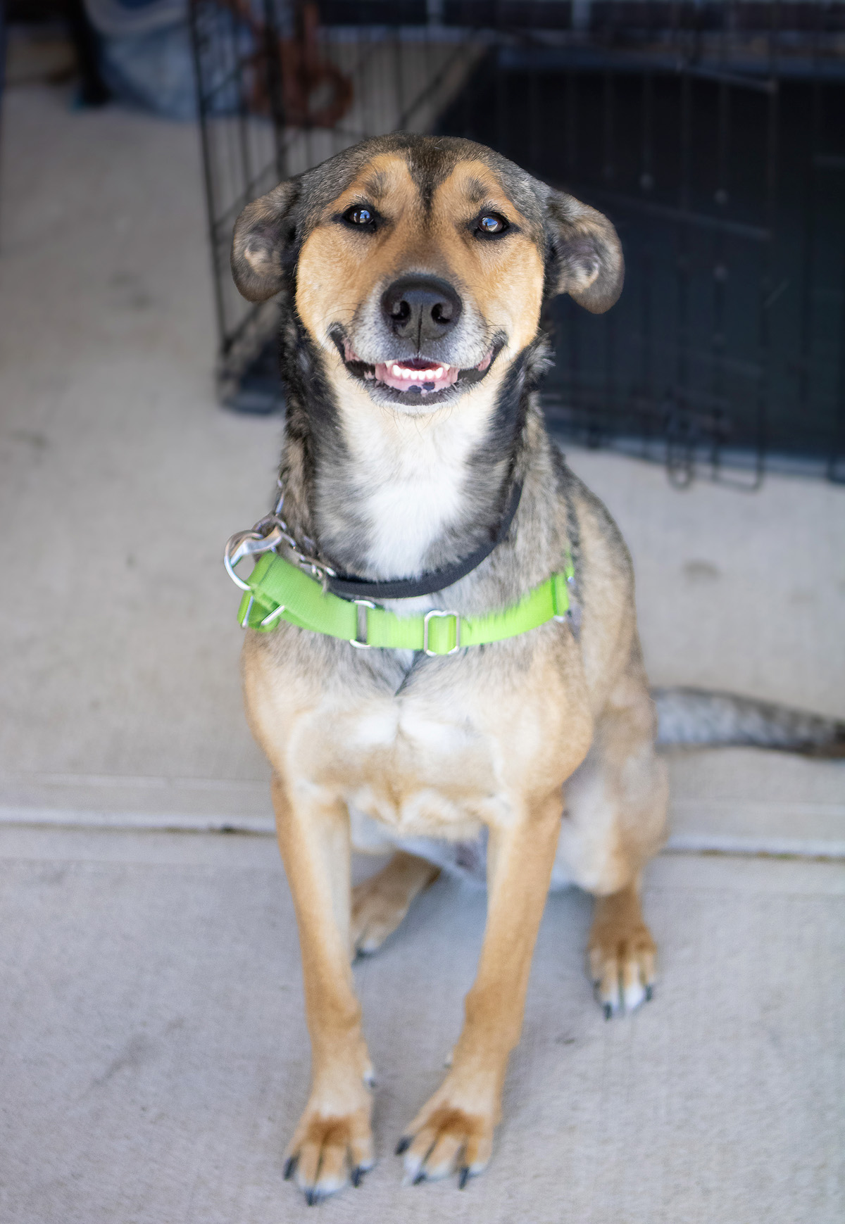 Nora, a Adoptable mixed breed in Oregon, OH image 2/4