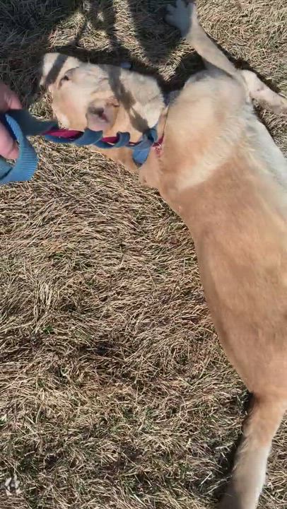 Enlarge Doug, a Adopted mixed breed in Creston, IA video 6/11