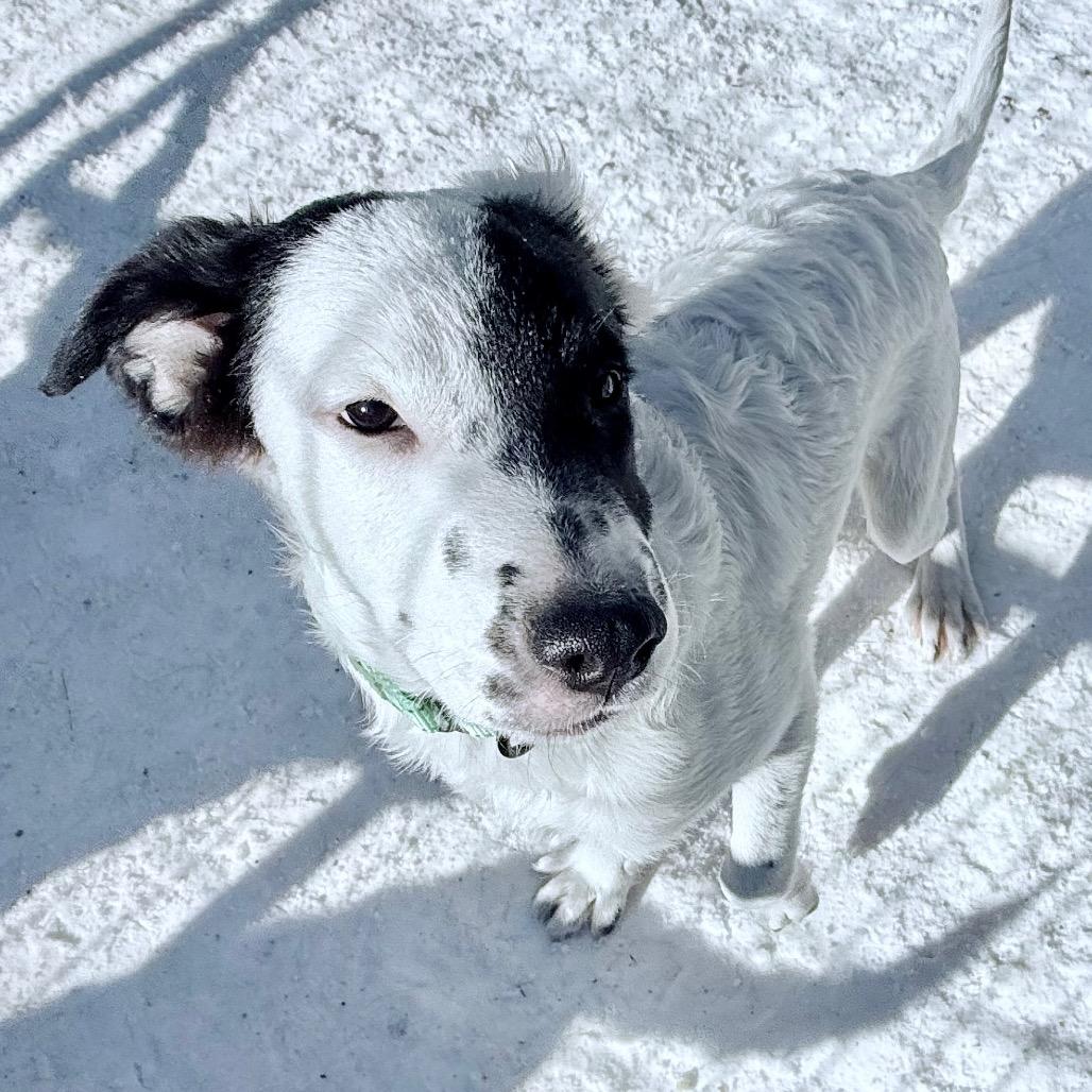 Peck, Adoptable, Puppy Male Mixed Breed.