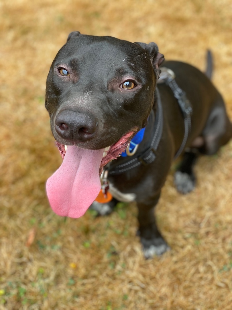 Enlarge Shadow, a Adoptable mixed breed in Langley, BC image 1/8