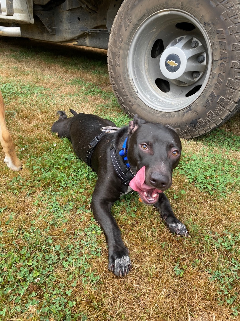Enlarge Shadow, a Adoptable mixed breed in Langley, BC image 2/8