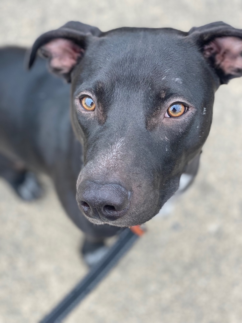 Enlarge Shadow, a Adoptable mixed breed in Langley, BC image 3/8