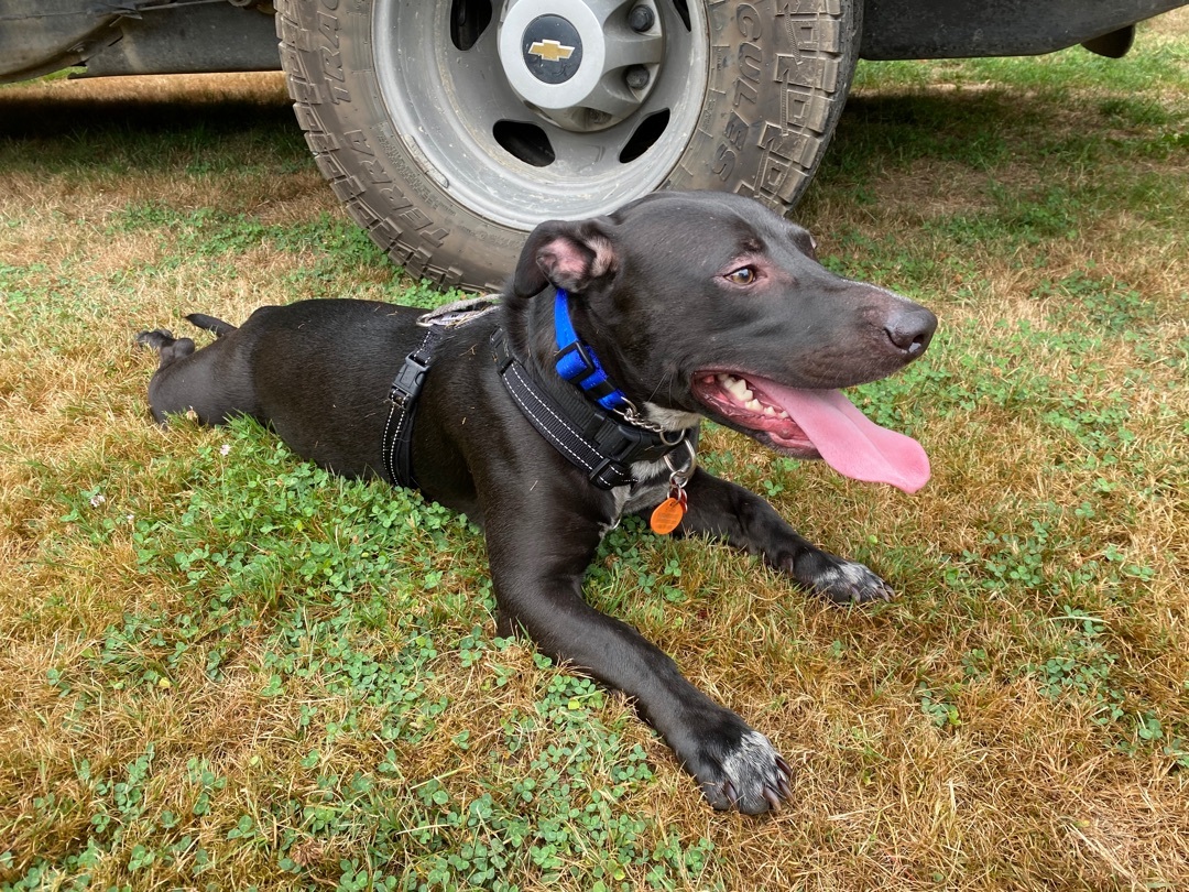 Enlarge Shadow, a Adoptable mixed breed in Langley, BC image 4/8