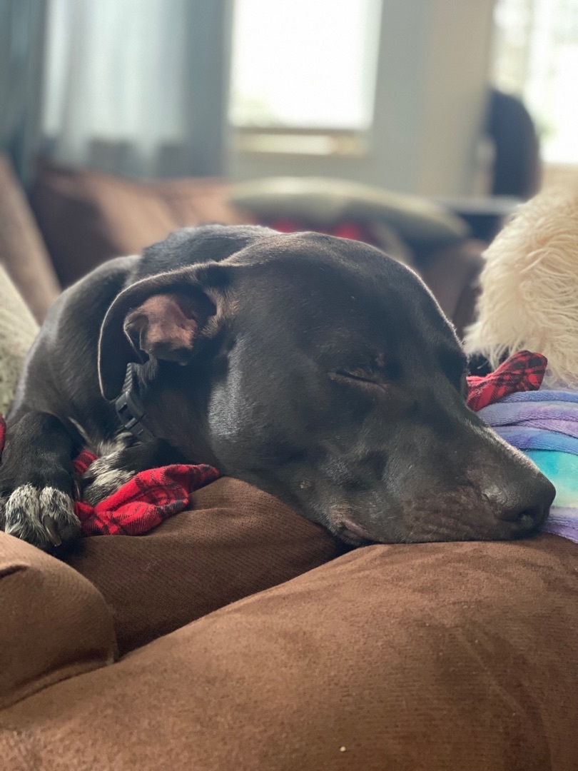 Enlarge Shadow, a Adoptable mixed breed in Langley, BC image 5/8