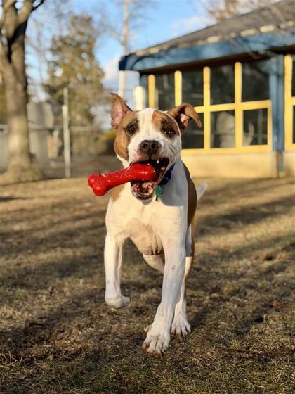Enlarge Turbo, a Adoptable mixed breed in Bensalem, PA image 2/5