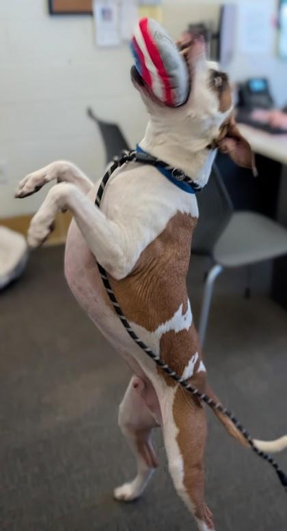 Enlarge Turbo, a Adoptable mixed breed in Bensalem, PA image 4/5