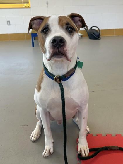 Enlarge Turbo, a Adoptable mixed breed in Bensalem, PA image 5/5