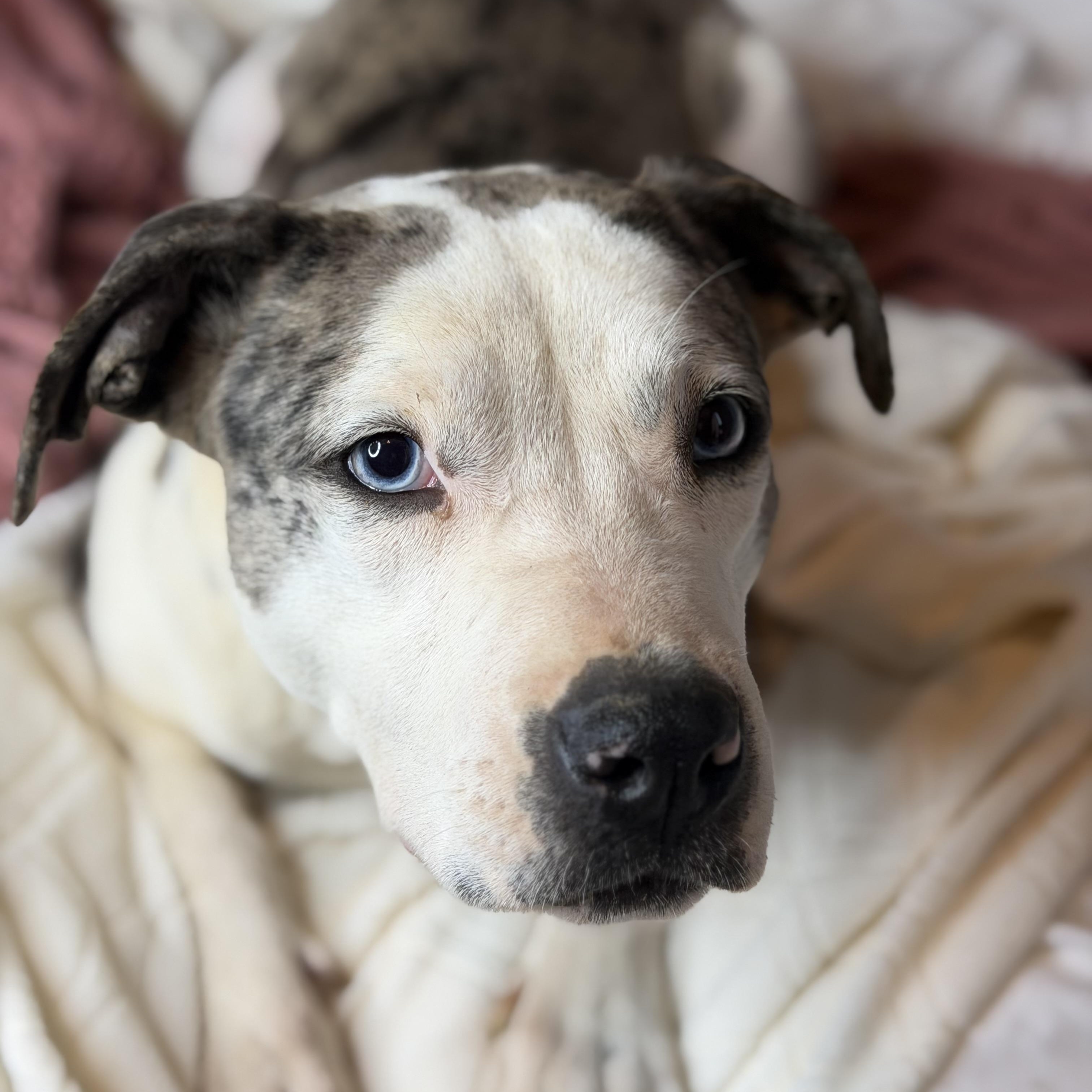 Enlarge Violet, an adopted mixed breed in Oglesby, IL image 3/5