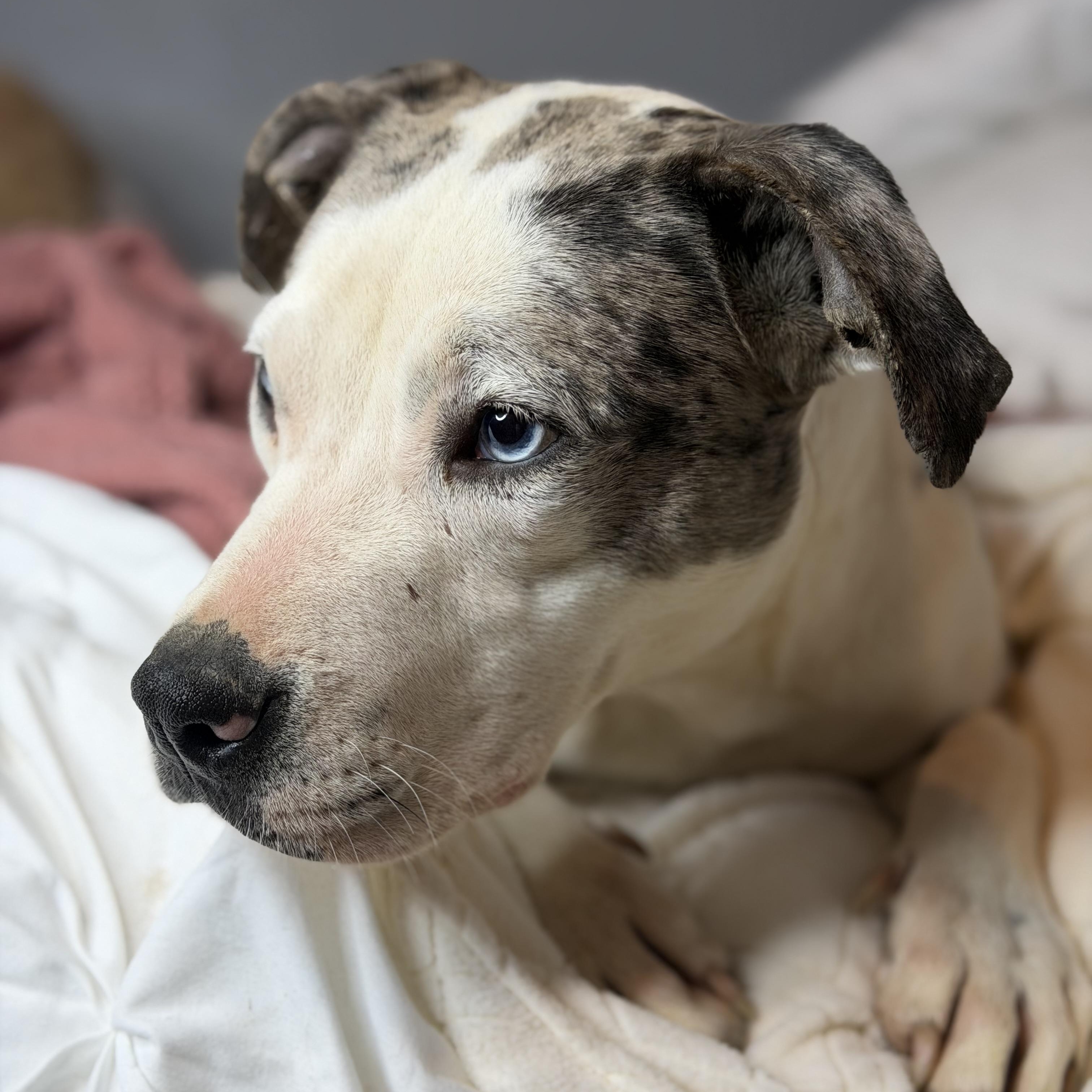 Enlarge Violet, an adopted mixed breed in Oglesby, IL image 5/5
