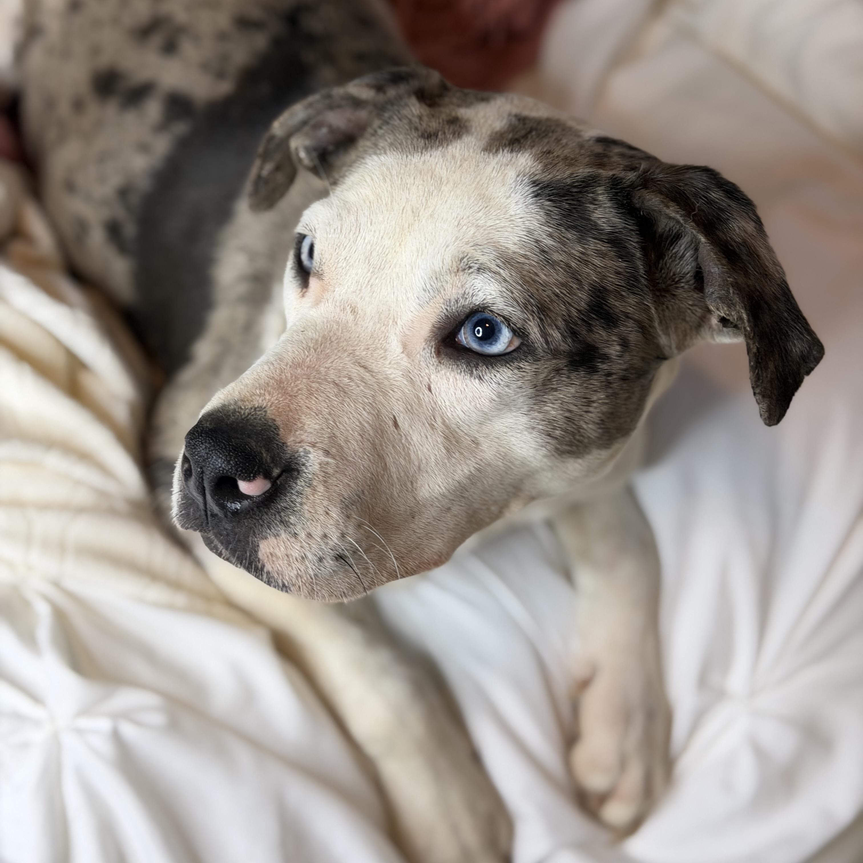 Violet, adopted, Young Female Pit Bull Terrier & Catahoula Leopard Dog.