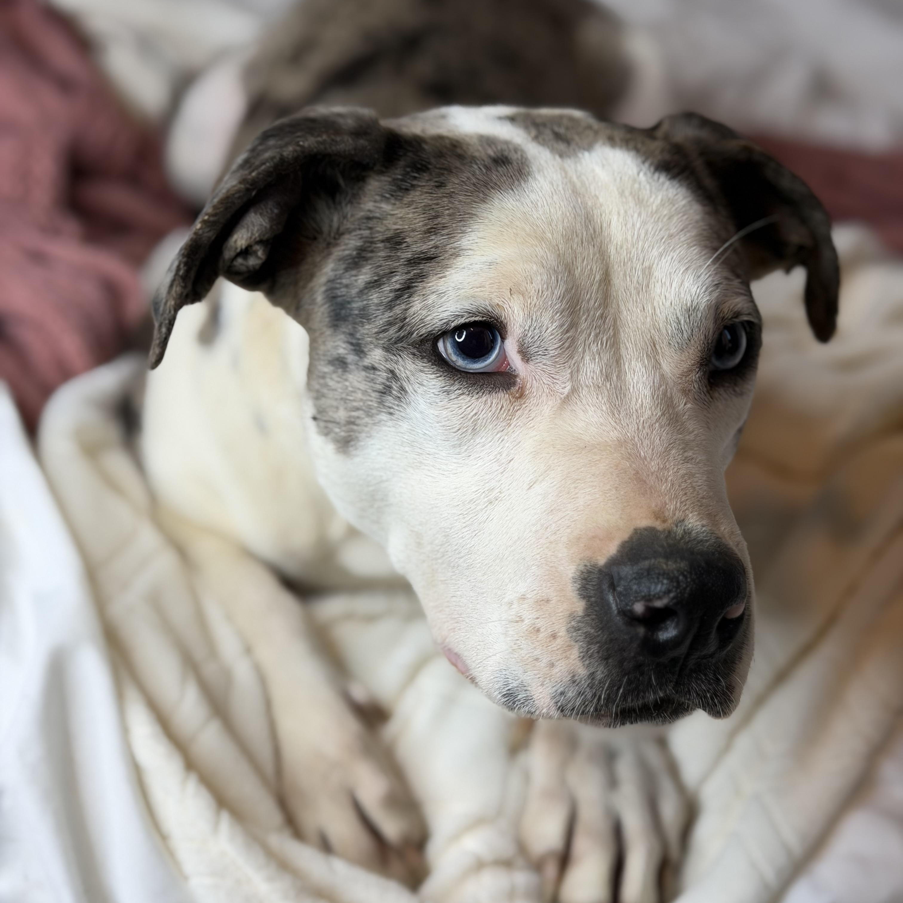 Enlarge Violet, an adopted mixed breed in Oglesby, IL image 4/5
