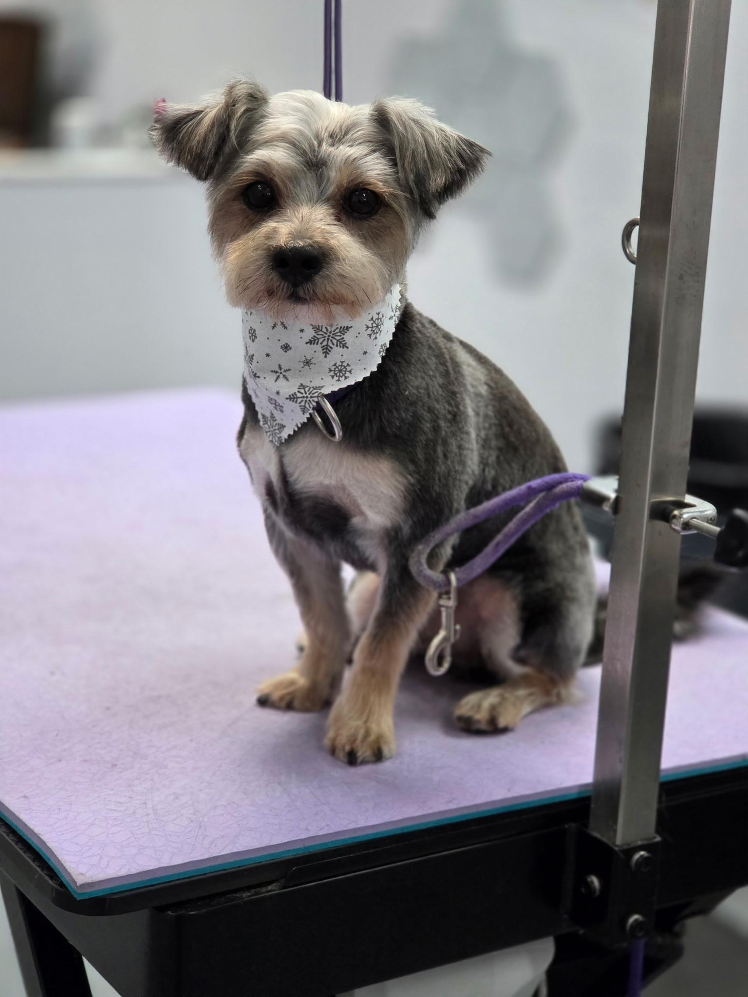 Ashford, a ADOPTABLE Morkie in Mahwah, NJ image 4/6