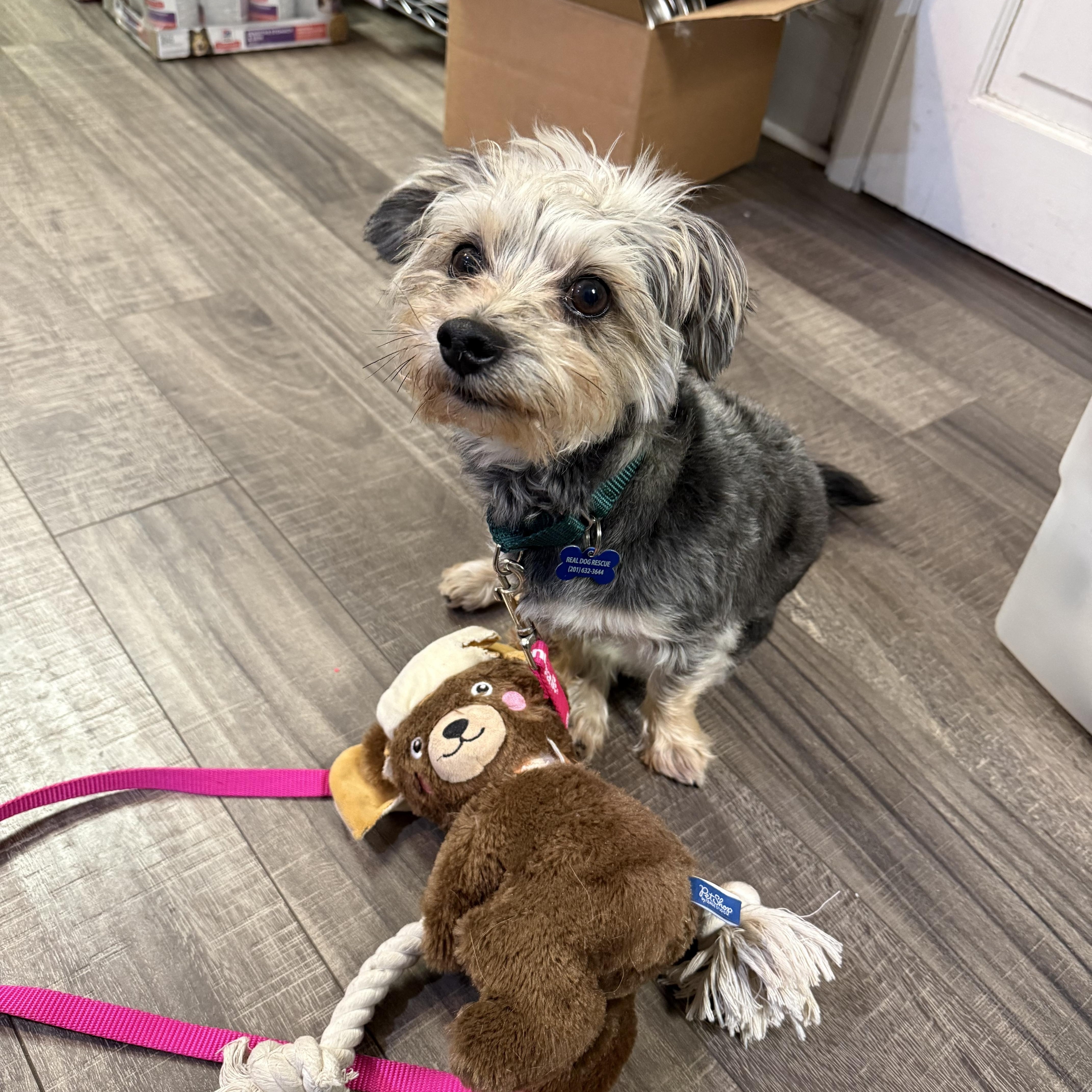 Ashford, a ADOPTABLE Morkie in Mahwah, NJ image 3/6