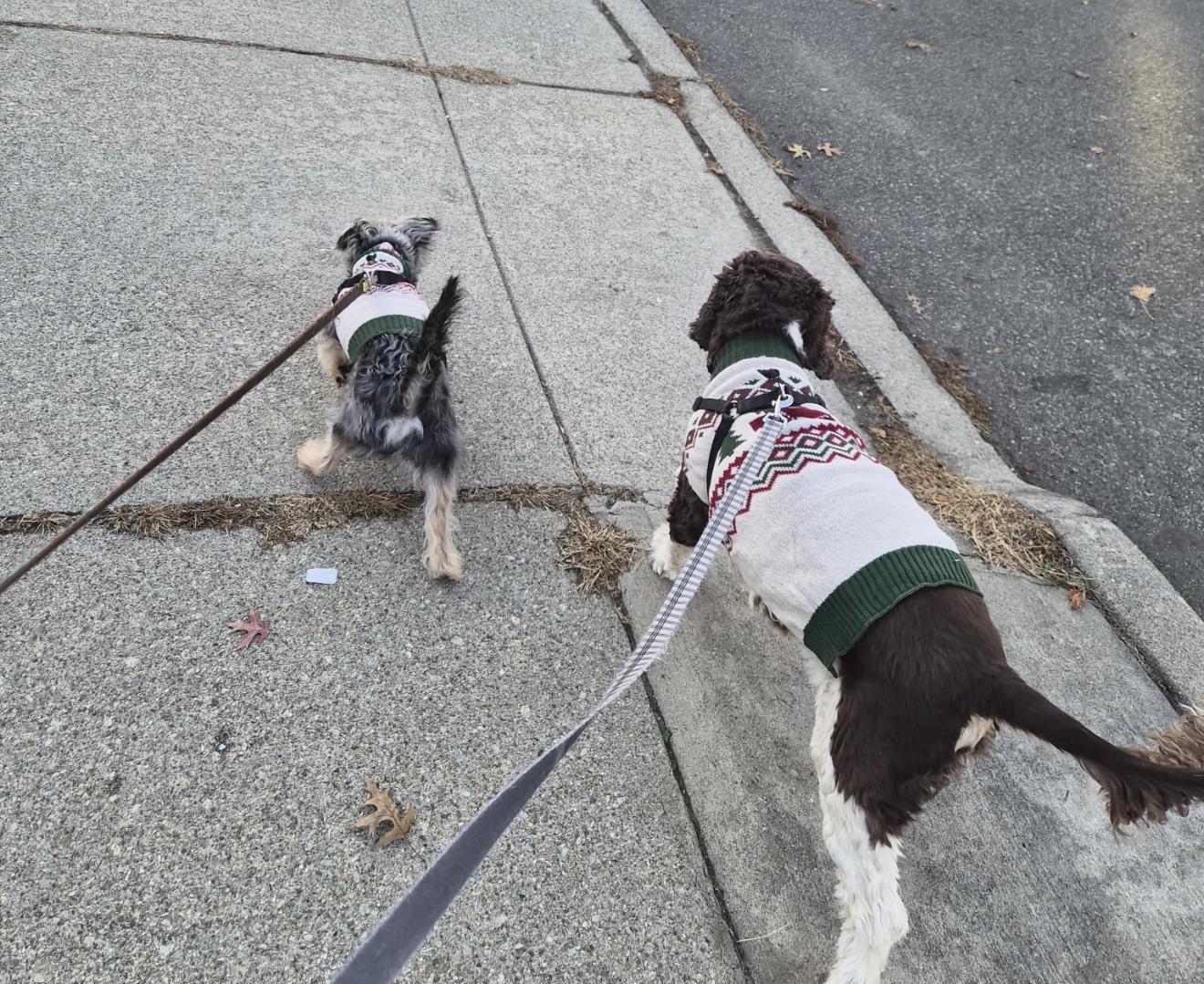 Ashford, a ADOPTABLE Morkie in Mahwah, NJ image 6/6
