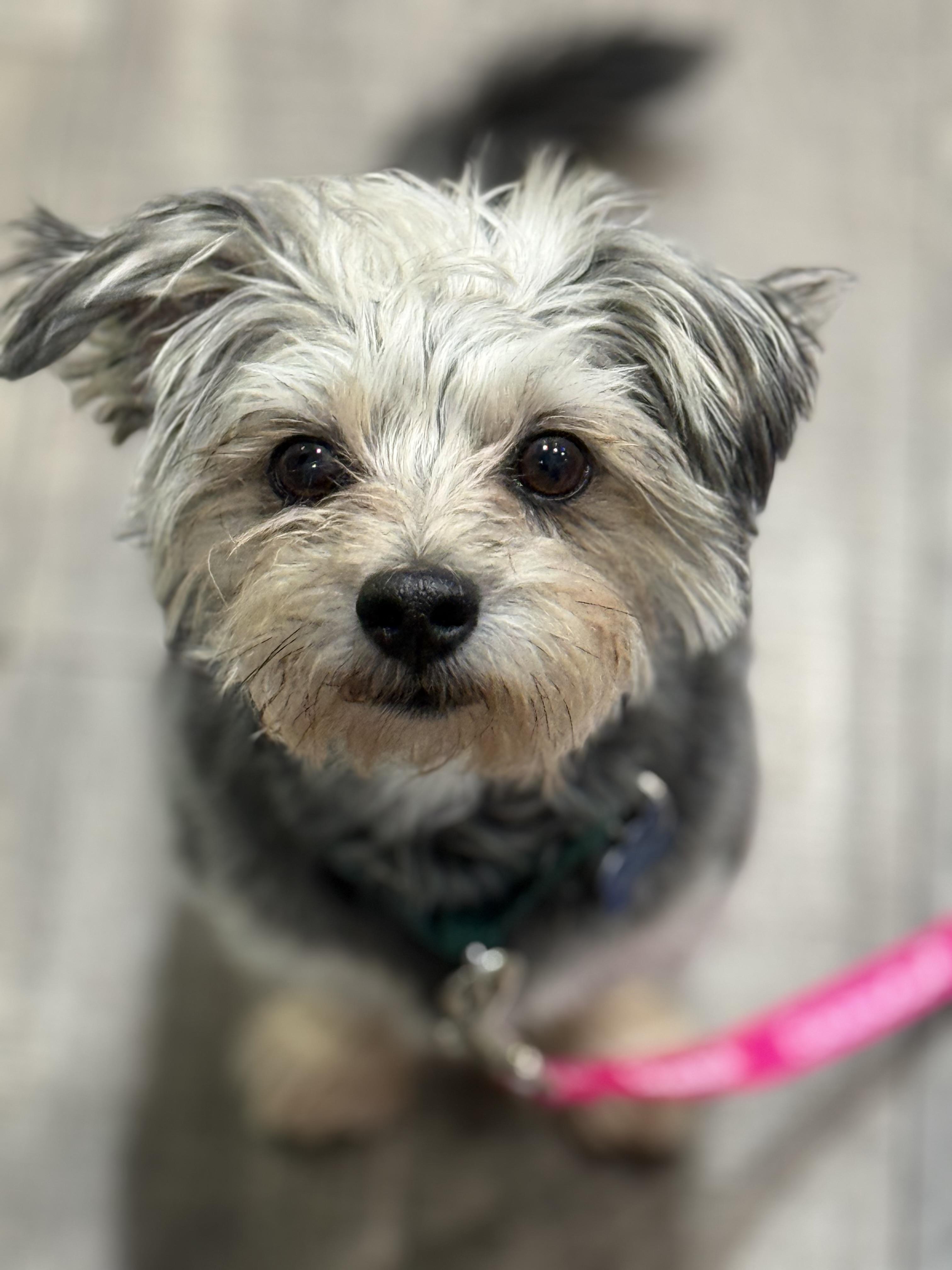 Ashford, ADOPTABLE, Young Male Morkie.