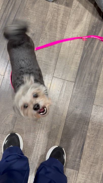 Enlarge Ashford, a ADOPTABLE Morkie in Mahwah, NJ video 5/6