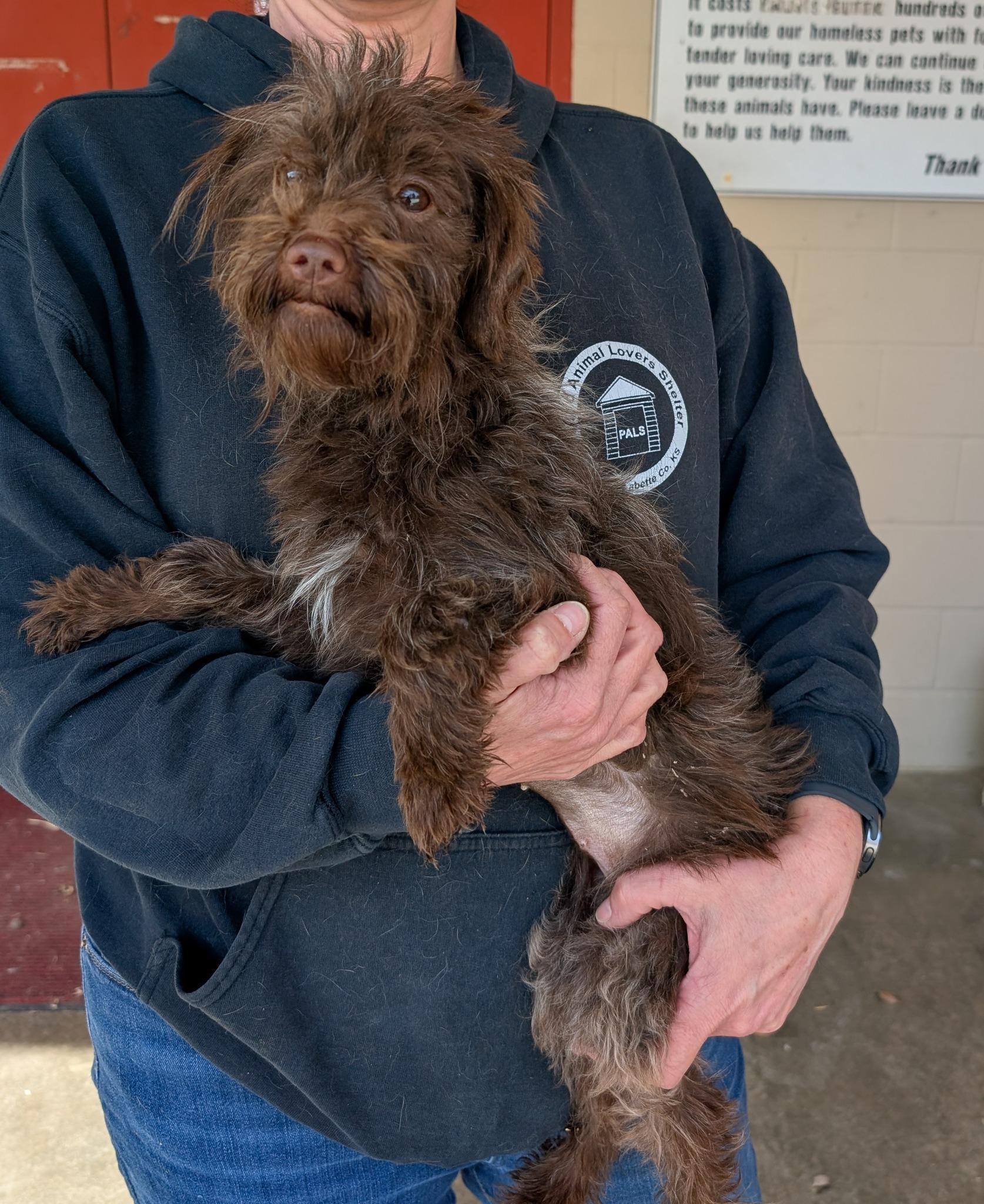 Enlarge Cupcake, a ADOPTABLE Cavapoo in Parsons, KS image 1/1